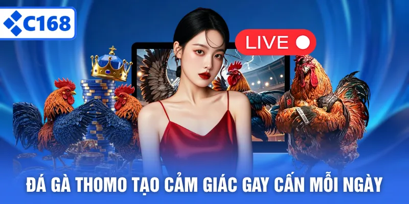 Đá gà thomo tạo cảm giác gay cấn mỗi ngày