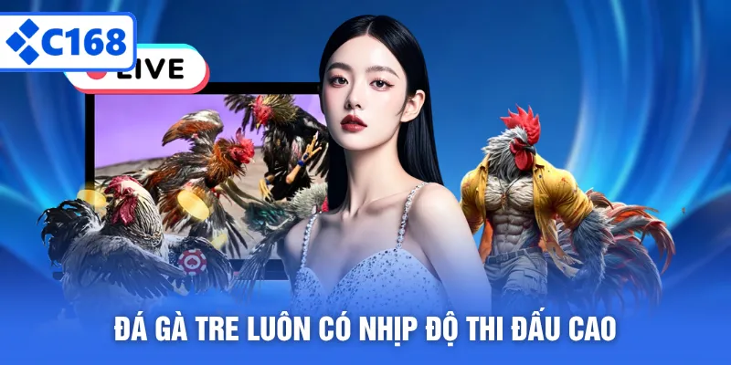 Đá gà tre luôn có nhịp độ thi đấu cao